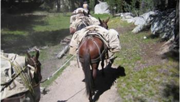 yosemite packers