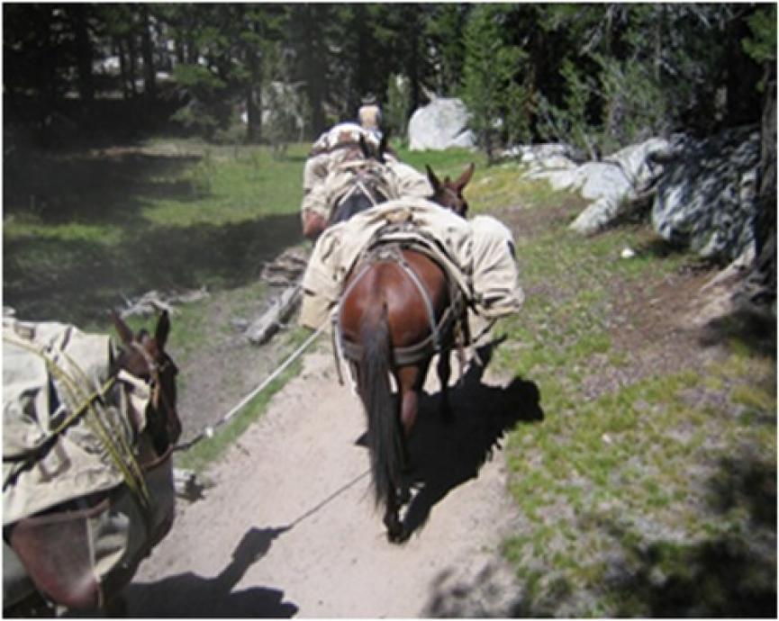 yosemite packers